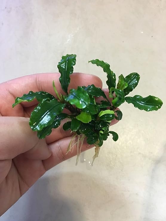 bucephalandra rare