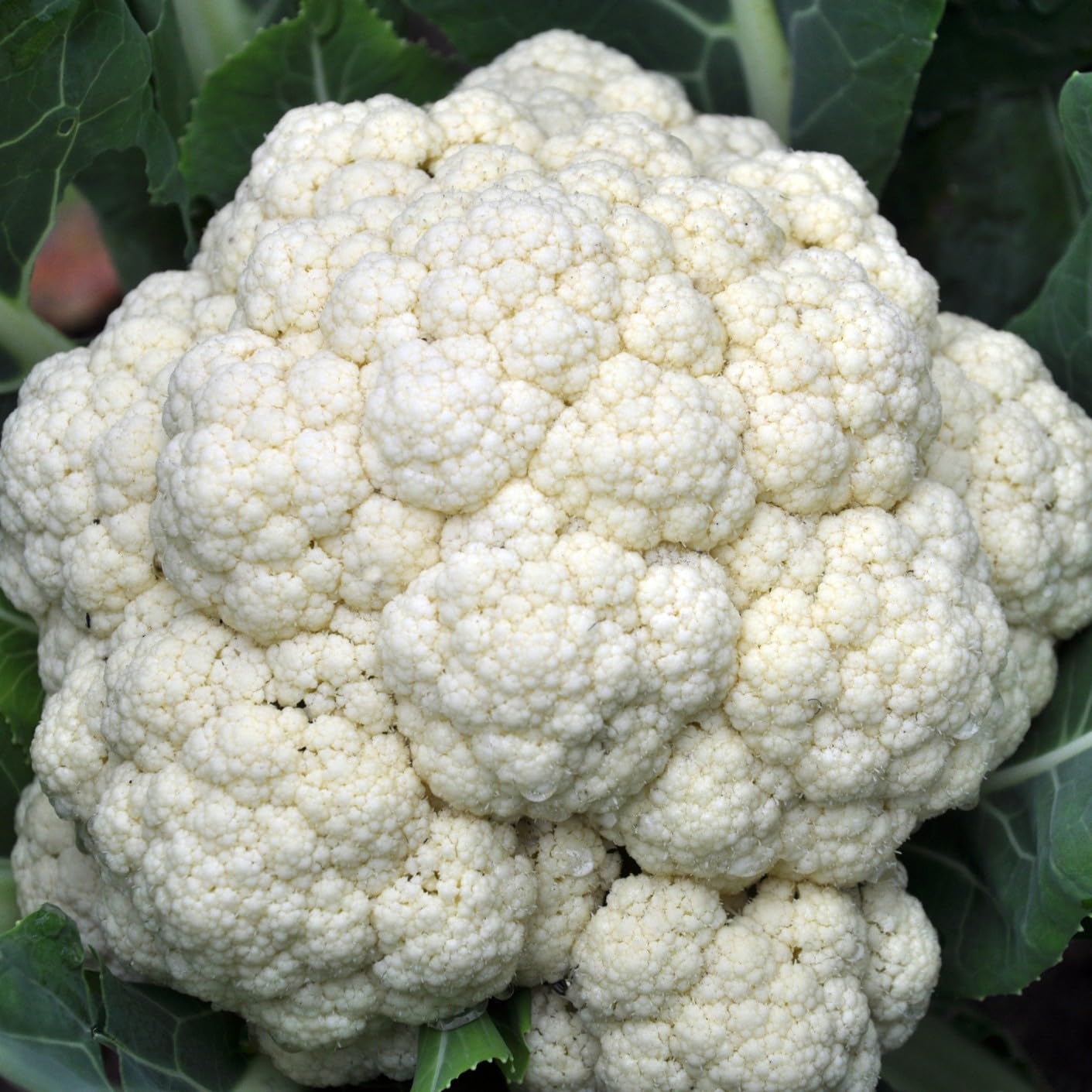 PREMIER SEEDS DIRECT - Cauliflower - All Year Round - 1100 Finest Seeds