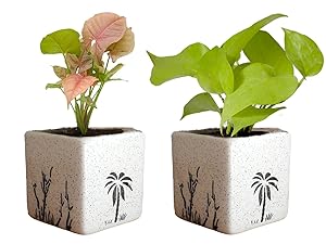 Rolling Nature Combo of Good Luck Air Purifying Live Golden Money Plant and Syngonium Pink Plant in White Square Aroez Ceramic Pot