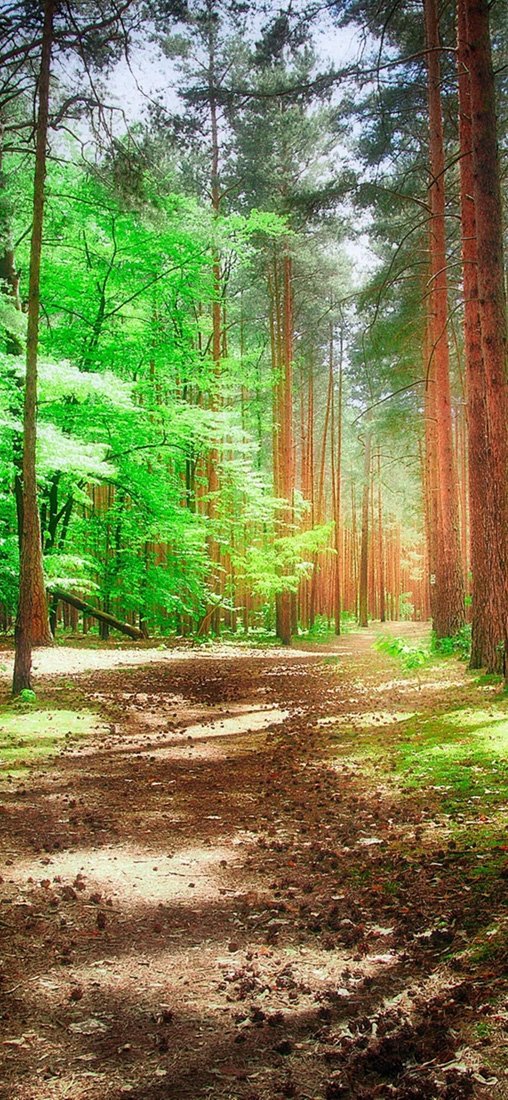 PeelitStickit, Beautiful Landscapes Wall Murals, ID-226, vinyl
