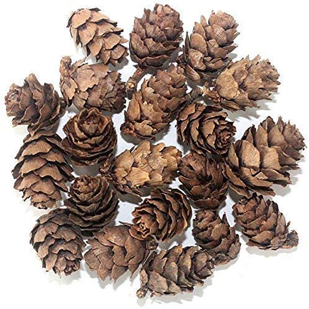 POFET Simulation Pine Cones Pineal Gland Aquarium Terrariums Miniature Garden Fairy Gardens Doll House Decoration 1-2cm 30-piece