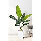 HAIHONG Bird of Paradise Artificial Plant 5FT, Faux Tropical Palm Tree with White Tall Planter, Large Fake Plants in Pot - Artificial Tree for Home Office Living Room Decor Indoor