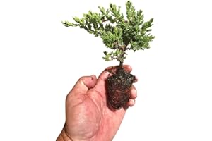 FLORIDA FOLIAGE Juniper Procumbens Nana - 3 Live Plants - Drought Tolerant Evergreen Groundcover - Great for Bonsai