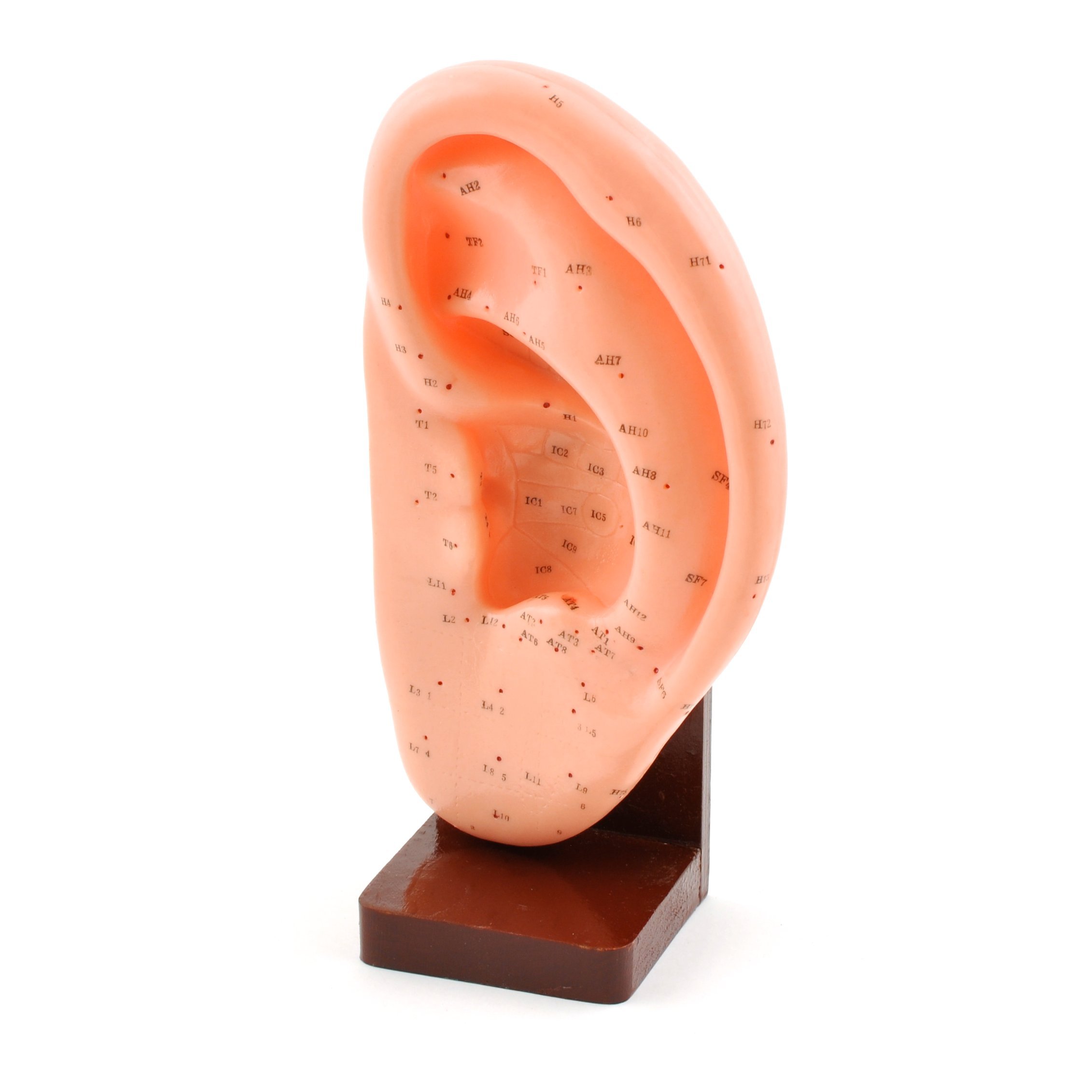 HeineScientific Ear Acupuncture Model