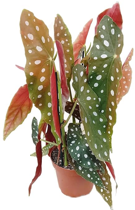 Begonia maculata'wightii' - die Forellenbegonie ist eine außergewöhnliche Zimmerpflanze und ein 'Eyecatcher' auf jedem Fenste