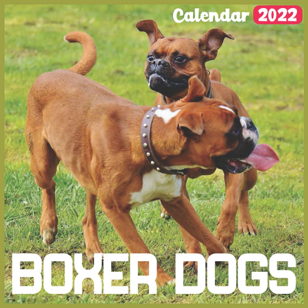 Boxer Dogs Calendar 2022: Official Dog Calendar 2022, 18 Month Photo Of Cute Dogs Calendar 2022, Square Calendar: Rudirike, Vublitica: 9798514323777: Amazon.com: Books