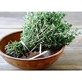 Seeds Common English Thyme Herbs for Planting Non GMO 500 Seeds