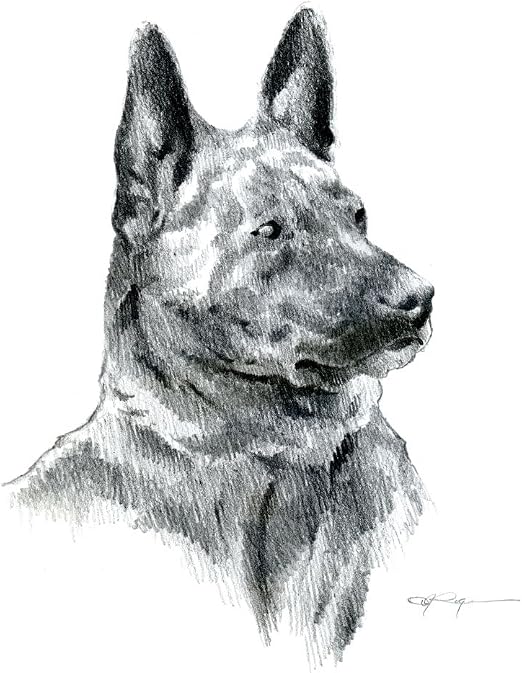 Amazon Com Dutch Shepherd Art Print Pencil Drawing By Artist Dj