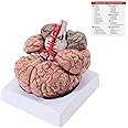 SKUMOD Human Brain Artery Anatomical Model, Life Size Medical Human Brain Model Detachable 9 Parts for Anatomy Teaching and Studying, Give Aways with Human Brain System Location Explanation Drawings