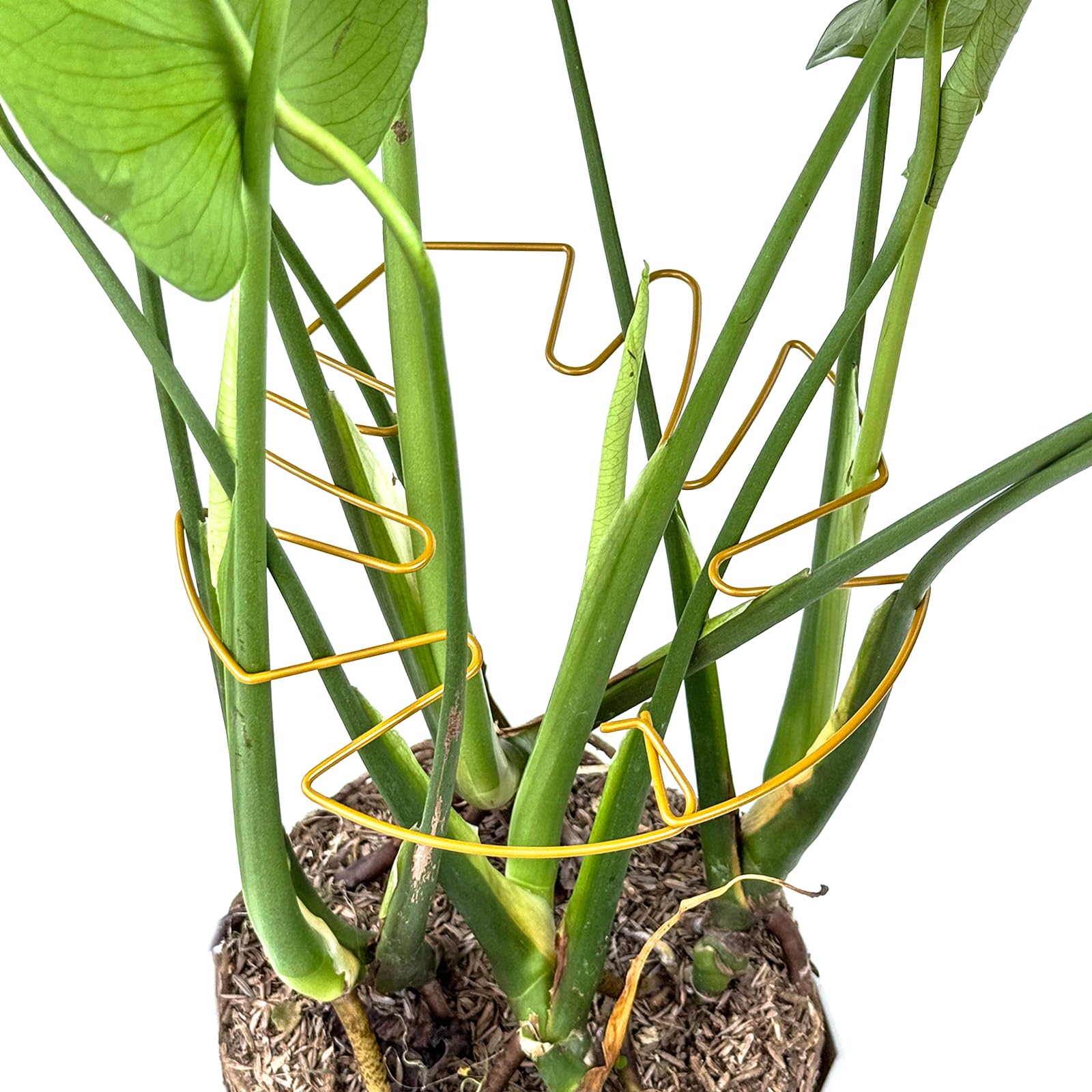 Photo 1 of 2025 Upgrades Plant Stem Holder, Monstera Support for Indoor Plant, Plant Support Accessories Suitable for Multi-Stem (4PCS)