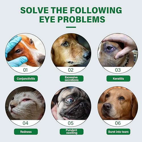 Red Eyes Pink Eye In Dogs Symptoms Red Eyes Dog Eye Infection