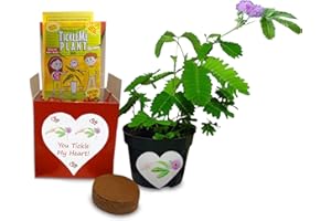 Valentine's Day TickleMe Plant Gift Kit - You Tickle My Heart - Grow The Playful Plant That Closes its Leaves When Tickled or Kissed! Adult Plants can Produce Sparkling Pink Flowers. Complete kit.