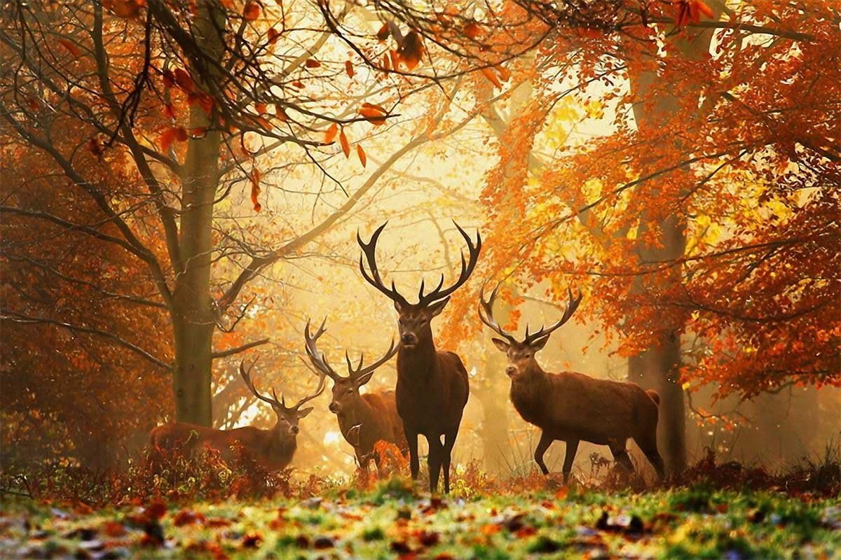 Mobicus 5D DIY Diamond Painting ,by Number Kits Crafts & Sewing Cross Stitch，Wall Stickers for Living Room Decoration,Deer(12X18inch/30X45CM)