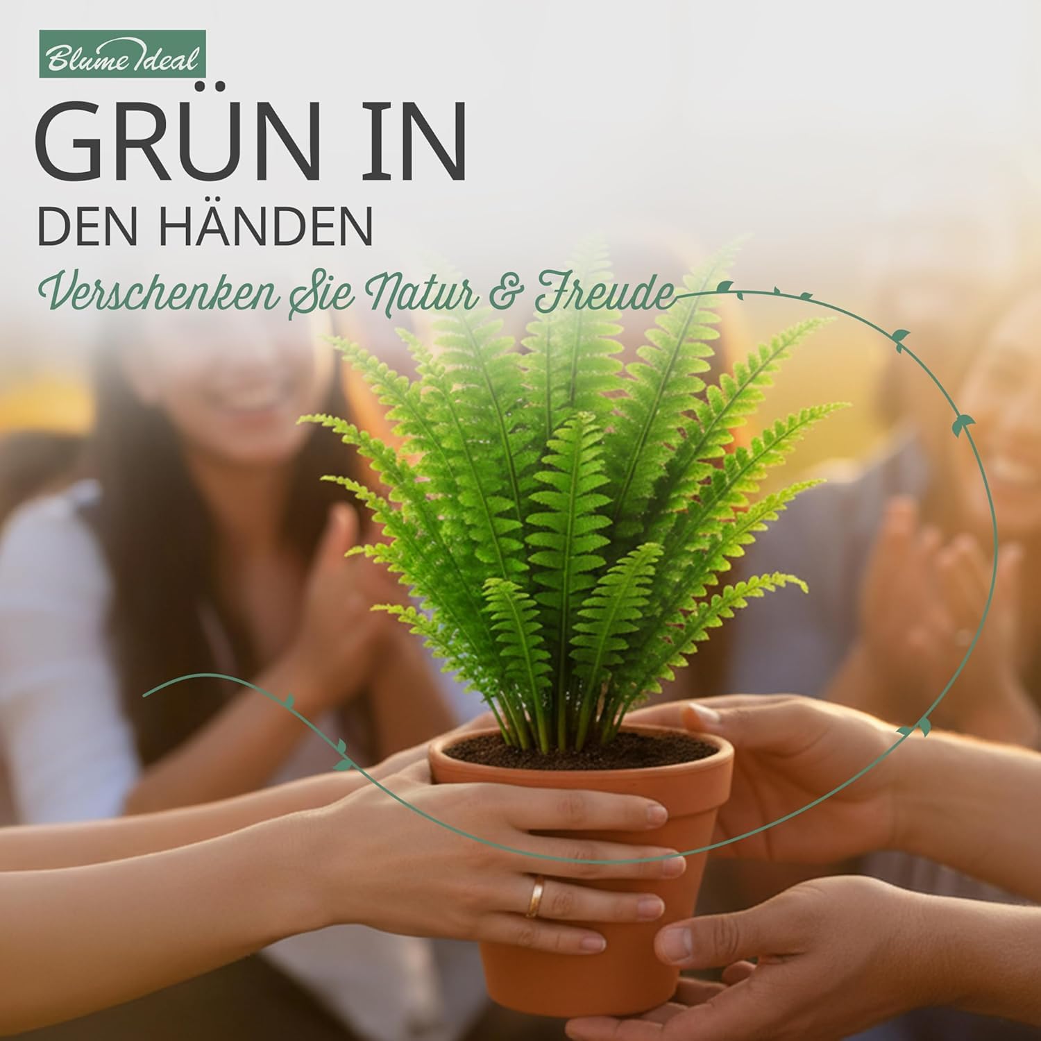 Pflanzenüberraschung | 8er-Set | ca. 30-70 cm | Ø 12-15 cm Topf | Zimmerpflanzen für Wohnung und Büro | Qualität vom Pflanzen Profi | Geniale Raumbegrünung 5