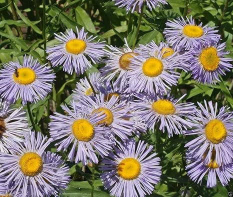 Amazon Com Erigeron Seeds Macranthus A K A Fleabane Daisy Flowers Rock Gardens Container 3000 Seeds Kitchen Dining amazon com