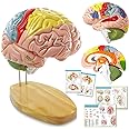 2025 New Human Brain Model for Neuroscience Teaching with Labels 1.5 Times Life Size Anatomy Model for Learning Science Classroom Study Display Medical Model,9 Colors to Identify Brain Functions