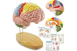 HADWYN 2025 New Human Brain Model for Neuroscience Teaching with Labels 1.5 Times Life Size Anatomy Model for Learning Science Classroom Study Display Medical Model,9 Colors to Identify Brain Functions