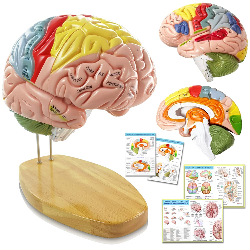 Photo 1 of 2025 New Human Brain Model for Neuroscience Teaching with Labels 1.5 Times Life Size Anatomy Model for Learning Science Classroom Study Display Medical Model,9 Colors to Identify Brain Functions