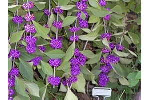 SVI 40 American PURPLE BEAUTYBERRY Shrub Flower Callicarpa Americana Seeds