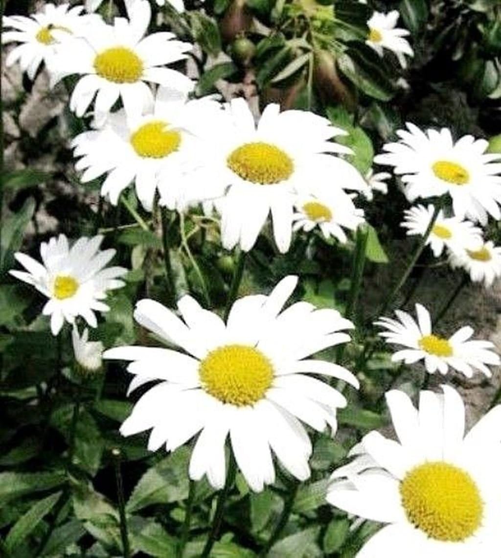 Chrysanthemum Maximum Perennial Shasta Daisy Mayfield Giants 750