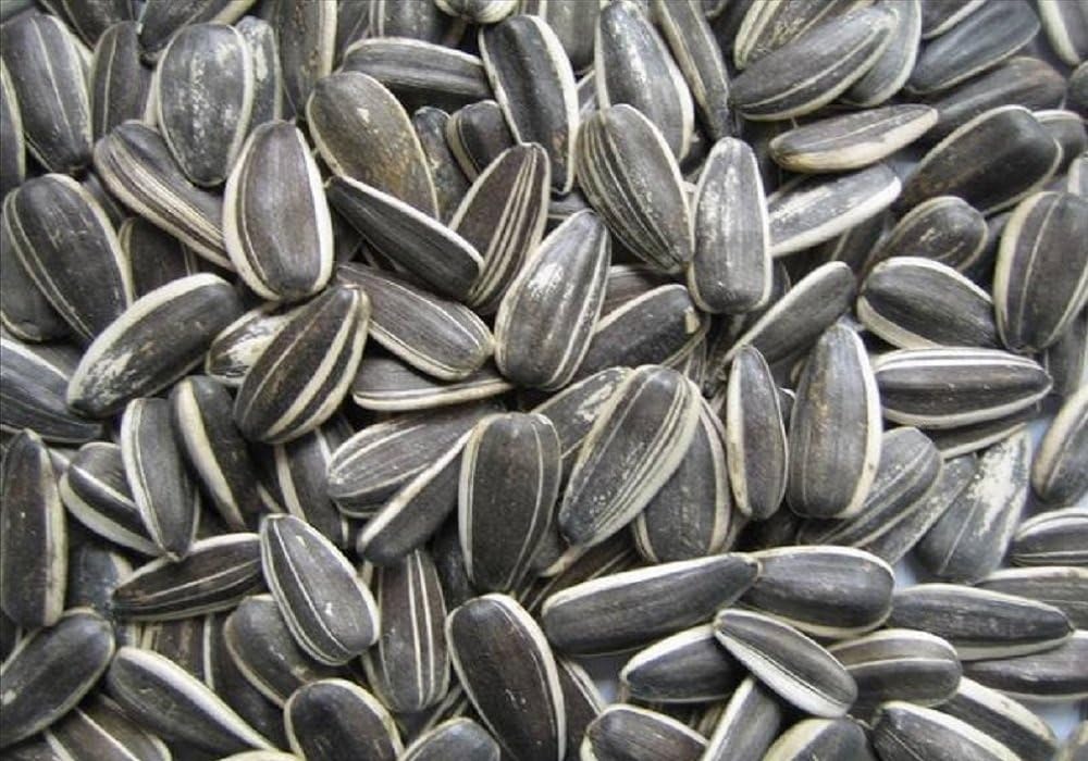 RAW Sunflower Seeds in Shell (GO WHOLE FOODS) | Unsalted and NOT Roasted (3kg)