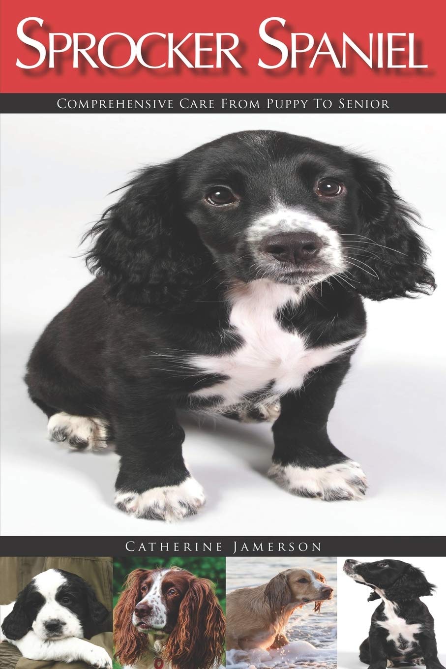 sprocker spaniel information