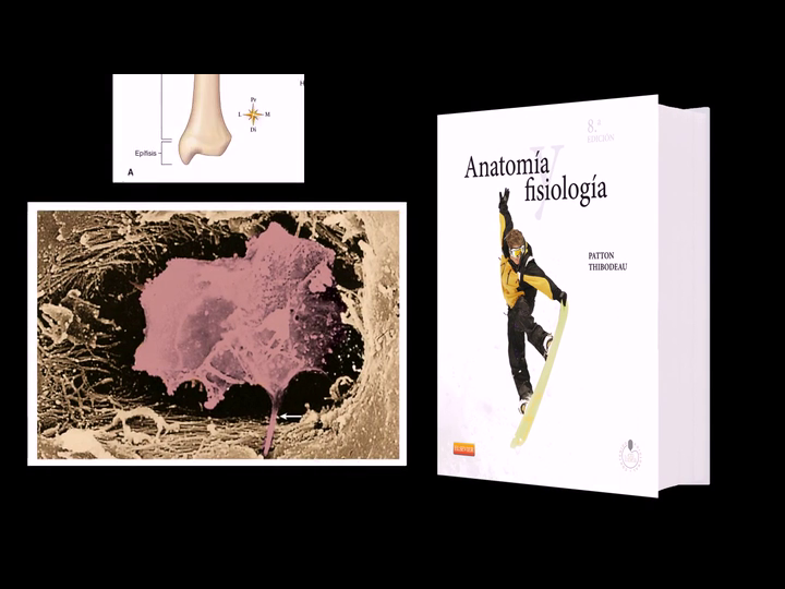 Anatomía Y Fisiología - 8ª Edición (+ StudentConsult): Amazon.es