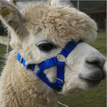 Alpaca headcollar Clearance