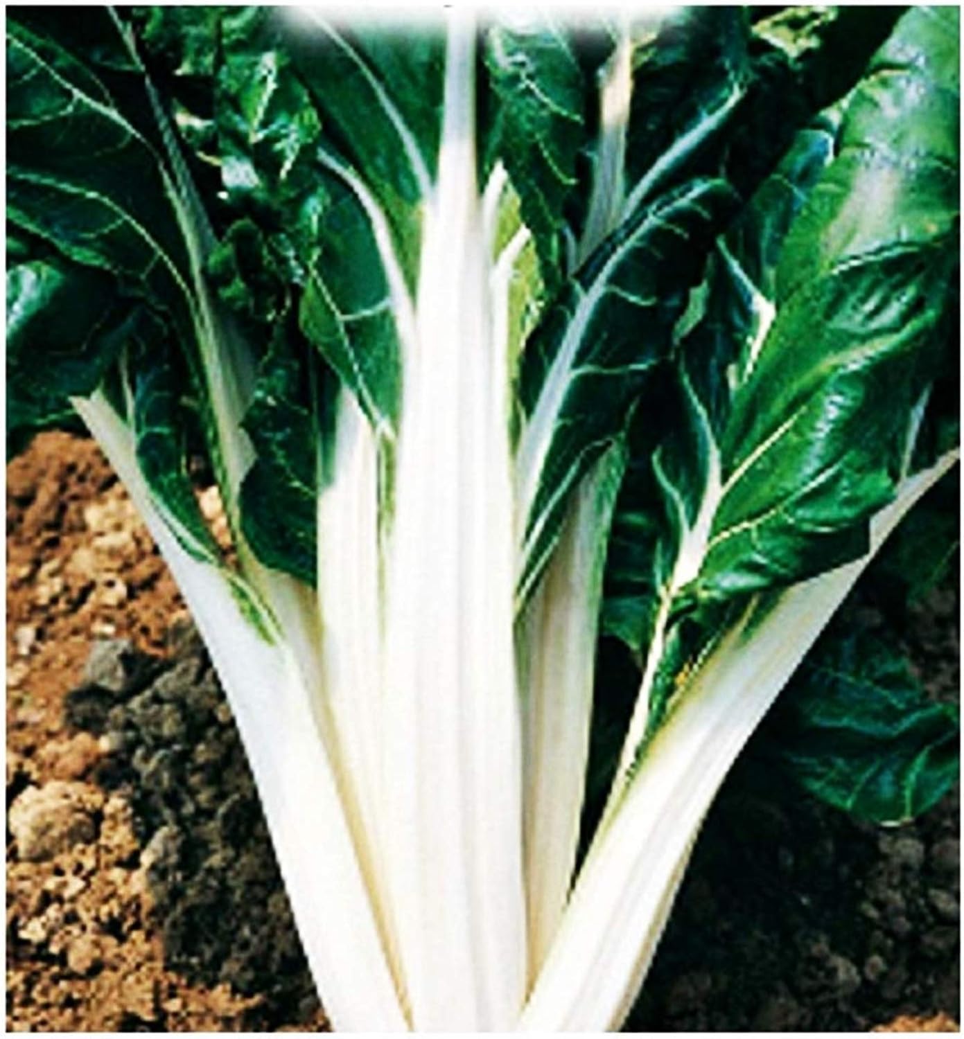 Semillas de acelga verde 2 de remolacha plateada - verduras - beta ...