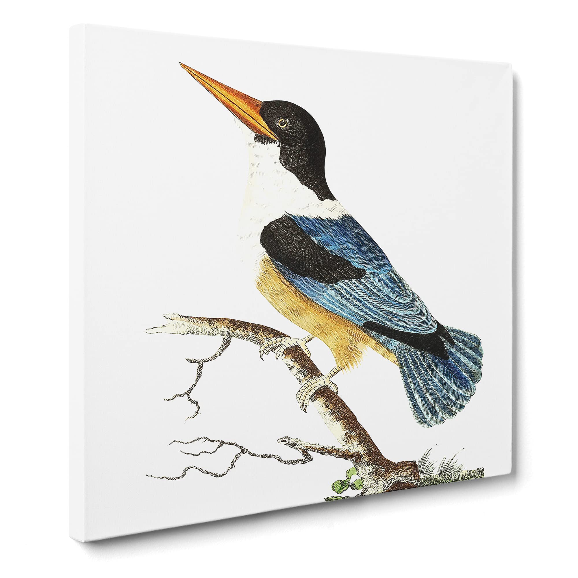Blue Kingfisher by George Shaw Canvas Print | Gallery Wrapped 30mm Frame Wall Art | 14x14 inches | Ready to Hang | Retro Bird Picture | Living Room Bedroom Lounge Office
