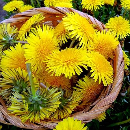 Graines De Pissenlit 50 Collection De Plantes Herbacees Sans Ogm Et Non Traitees Pour La Plantation De Jardins Familiaux Amazon Fr Jardin