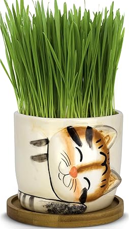 cat grass growing kit
