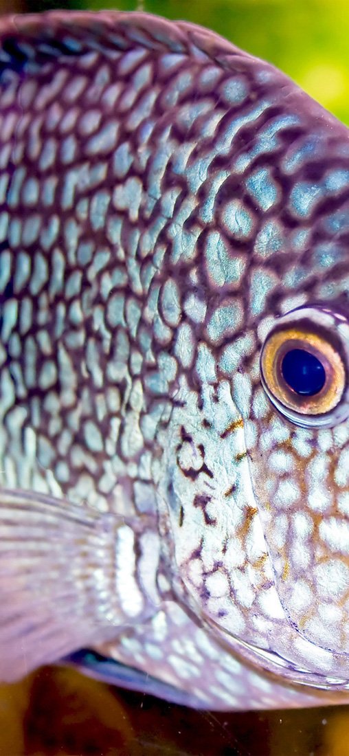 PeelitStickit Underwater, Undersea Wall Murals, ID-082, vinyl