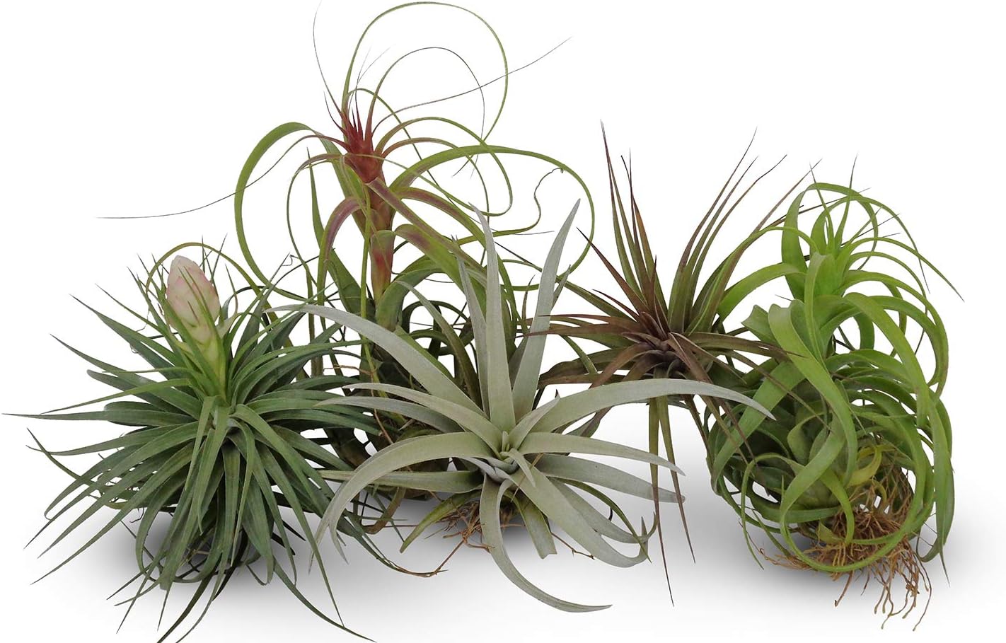 Amazon Com Tillandsia Assorted Large Live Air Plants Low Maintenance House Plants For Indoor Decoration 5 Pack Assortment By Cts Air Plants Garden Outdoor