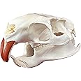 CLLOEAT Taxidermy Real Animals Skulls, Real Bones Specimen, Taxidermy Supplies for Science Education, Special Gift (Coypu Skull)
