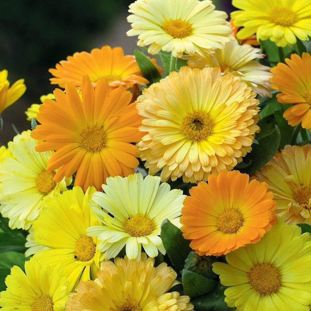 Calendula 'Fruit Twist' Seeds Hardy Annual Flowers Garden Plants Easy