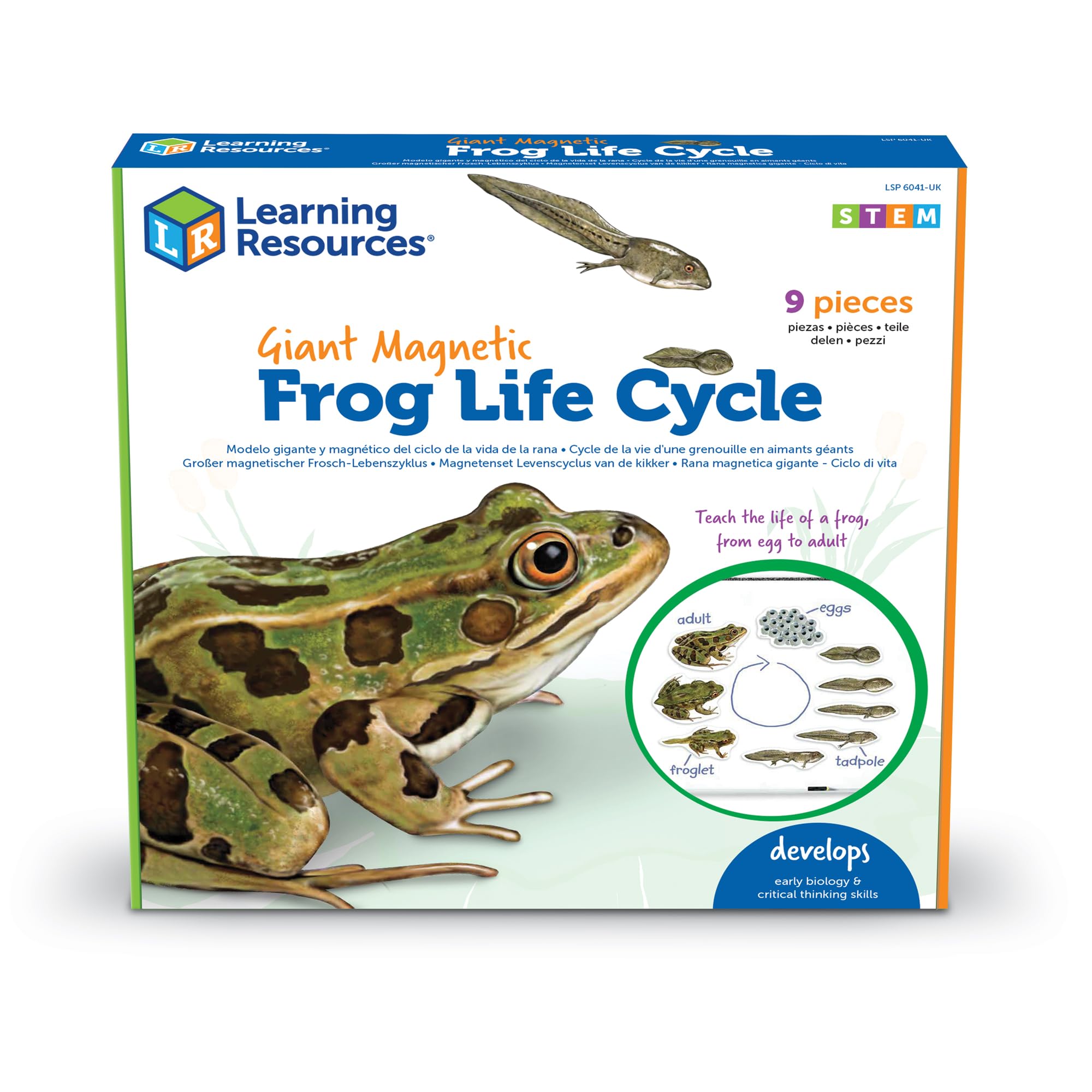 Learning Resources Giant Magnetic Frog Life Cycle, Early Science Activity, Classroom Resources, Key stage 1 & 2, Activity Guide Included
