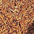 Superworm 100 Live Superworms (Large)-Bulk and Organic from FL