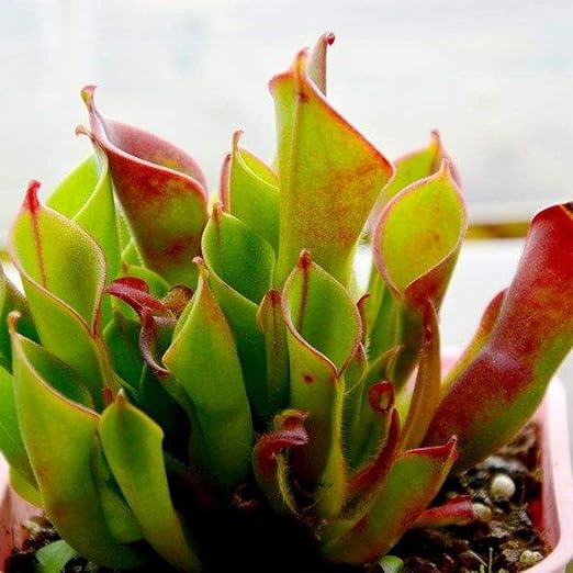 Lonlier Semillas Nepenthes Venus Atrapamoscas 100 pcs Semillas ...