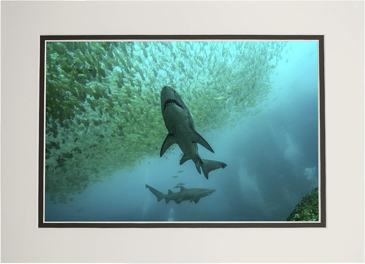 Nurse Shark (11x14 Double-Matted Art Print, Wall Decor Ready to Frame)