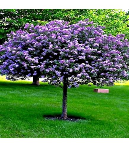 25 Pocahontas Lilac Seeds Tree Fragrant Flowers Seed Flower 968 Fresh