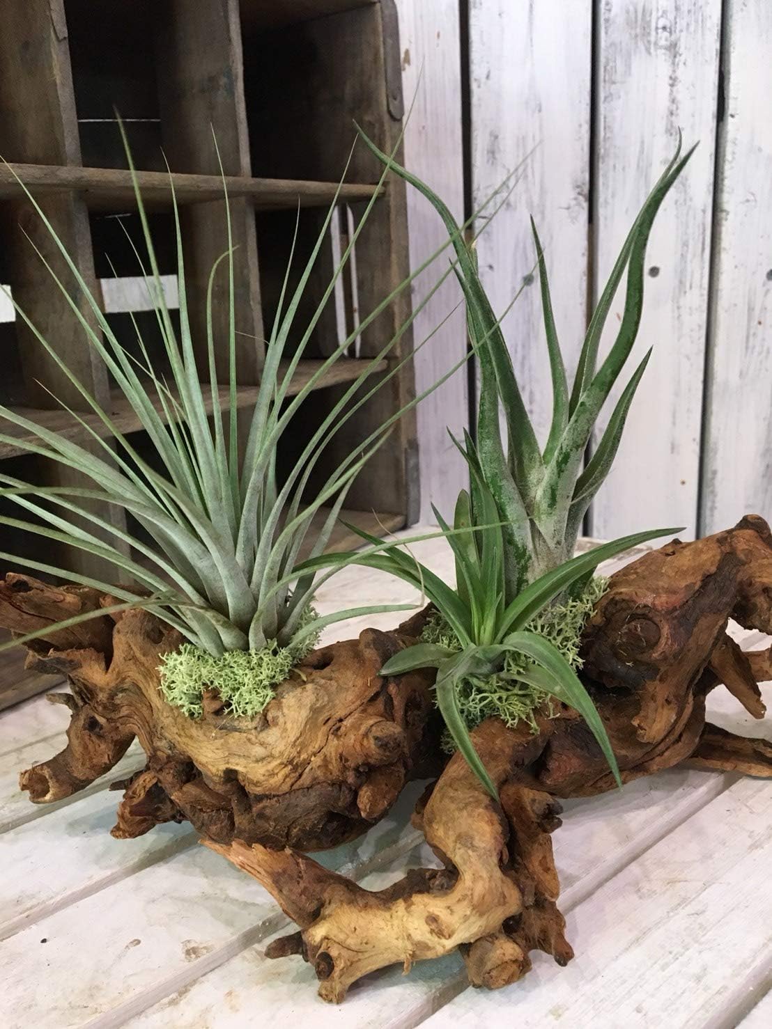 Amazon エアープランツ マングローブ流木に貼り付けてお届け Lサイズ 当店オリジナル製作品 インテリアグリーンに品種はおまかせとなります チランジア チランドシア エアプランツ オリジナル加工品 観葉植物 オンライン通販