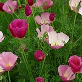 Outsidepride Purple Gleam California Poppy Seeds - 5000 Pcs. Annual, Drought-Tolerant &amp; Easy to Grow Eschscholzia Wildflower Seeds for Vibrant Purple Blooms, Ideal for Borders &amp; Pollinator Gardens