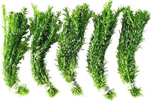 Mainam 5 Pack Anacharis Elodea Densa Tropical Live Aquarium Plants Freshwater Aquatic Pond Water Decorations 3 Days Live Guaranteed