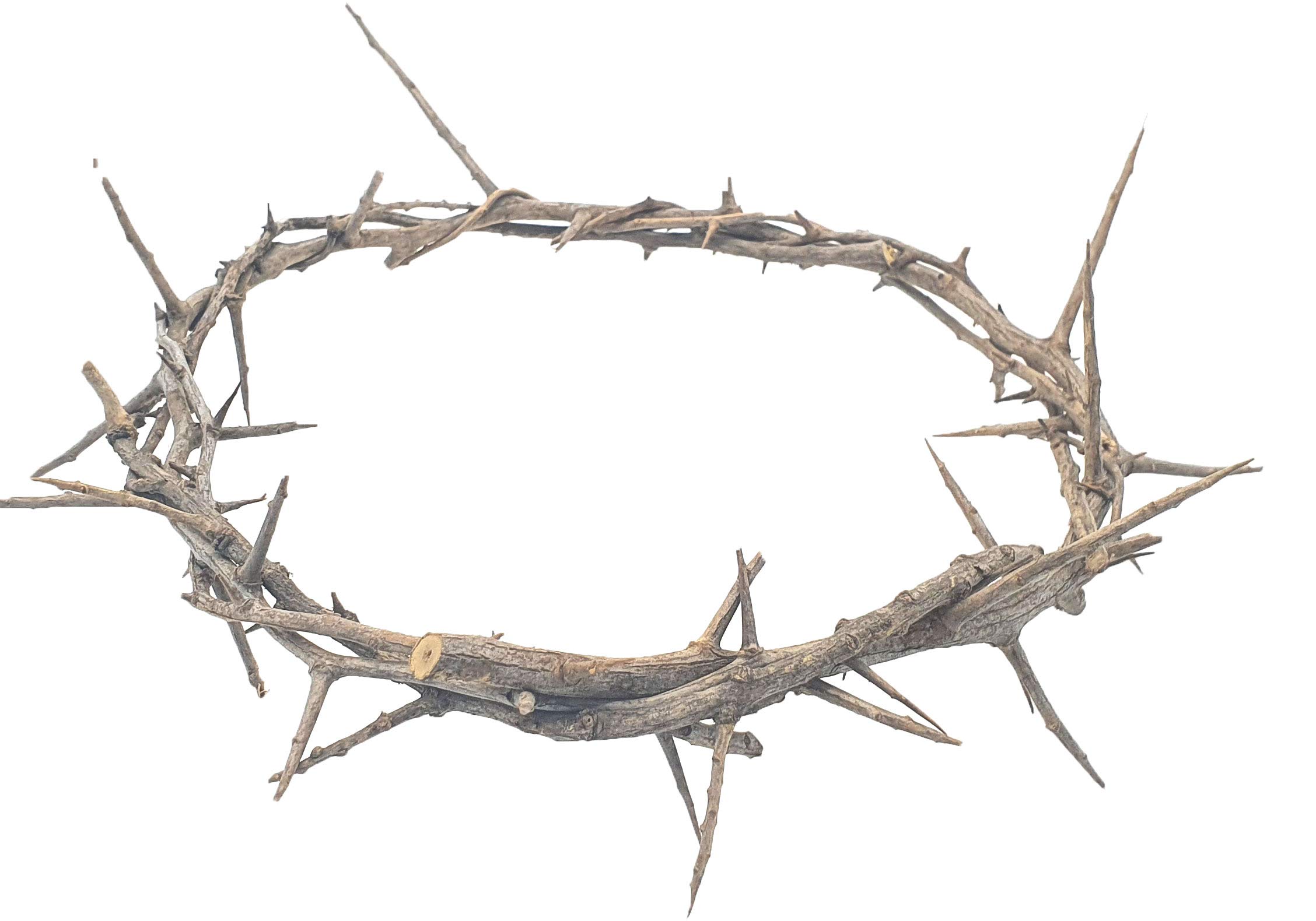 Zuluf Jerusalem Authentic Biblical Lifesize Real Crown of Thorns with Box & Certificate | Religious Easter Wreath Home Décor Tree Topper | Jesus Christ Wall Decor Christmas Christian Gifts| HLG214