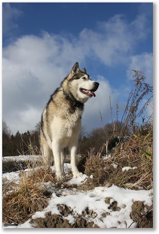 Affiche Chien Malamute Dalaska Pour Chiens Husky Luge