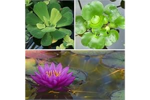 AQUALEAF AQUATICS Floating Plants and Water Lily Tuber Bundle – Live Aquatic Plants for Ponds & Aquariums