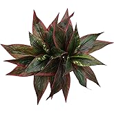 Artificial Agave Fake Plants Red 2 Pack, 10 Inches Faux Shrubs Flowers Grass Plant for Wedding Party Office Indoor Outdoor Home Yard Garden Greenery Leaves Decor UV Resistant Planter Filler Decoration