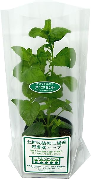 Amazon 土耕式植物工場産無農薬ハーブ スペアミント 7 5ｃｍポット 2本植え 土耕式植物工場産無農薬ハーブ ミント 通販