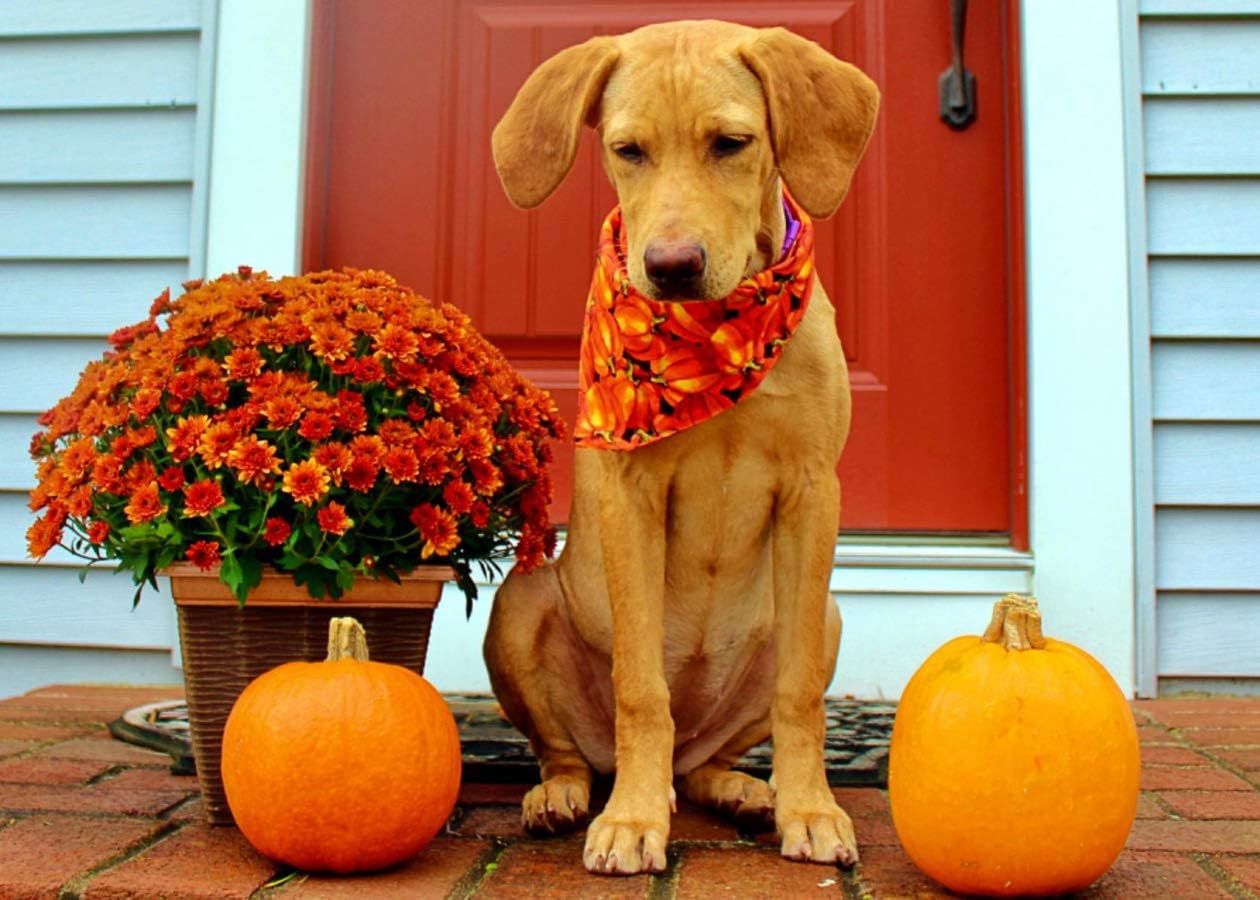 KZHAREEN 4 PCS/Pack Halloween Dog Bandana Pumpkin Reversible Triangle Bibs Scarf Accessories for Dogs Cats Pets Large : Kitchen & Dining